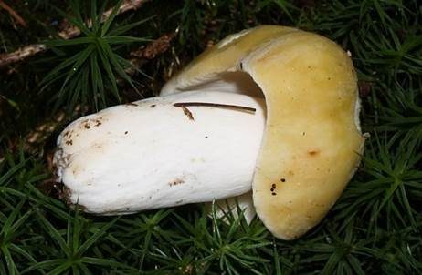 Weißstieliger Ockertäubling, Foto 2
