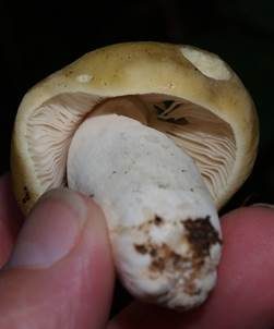 Weißstieliger Ockertäubling, Foto 3