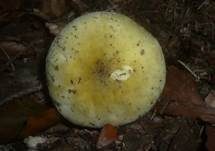 Weißstieliger Ockertäubling, Foto 5