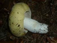 Weißstieliger Ockertäubling, Foto 6