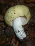 Weißstieliger Ockertäubling, Foto 7