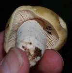 Weißstieliger Ockertäubling, Foto 8