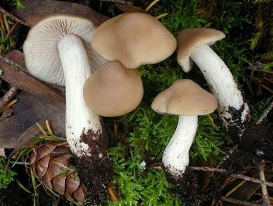 Weißstieliger Rötling, Foto 2