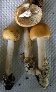 Weißstieliger Safranstreifling, Foto 3