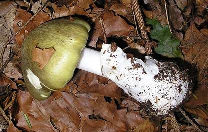 Weißstieliger Safranstreifling, Foto 9