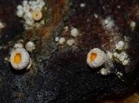 Weißtannen-Haarbecherchen, Foto 14
