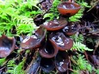 Weißtannenschwarzborstling, Foto 6