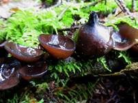 Weißtannenschwarzborstling, Foto 7