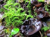 Weißtannenschwarzborstling, Foto 8