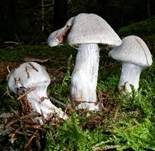 Weißvioletter Dickfuß, Foto 5