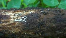 Weißwolliger Kugelpilz, Foto 9