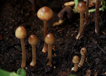 Weißwurzeliges Samthäubchen, Foto 2