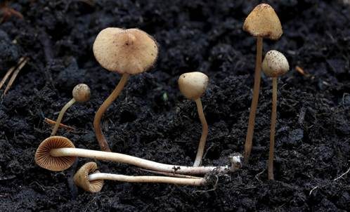 Weißwurzeliges Samthäubchen, Foto 3