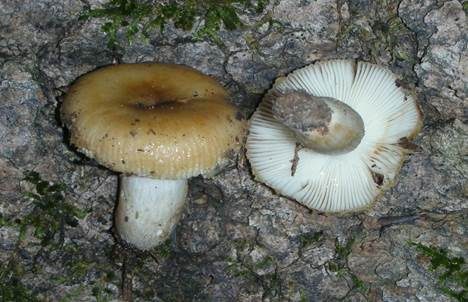 Brauner Camembert-Täubling, Foto 2