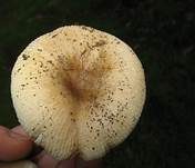 Brauner Camembert-Täubling, Foto 7