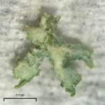 Weitkelchflechte, Foto 7