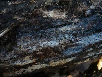 Gewöhnlicher Wachskrustenpilz, Foto 3