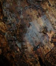 Gewöhnlicher Wachskrustenpilz, Foto 5