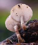 Weitlöcheriger Stielporling, Foto 16