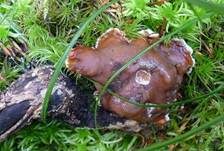 Wellige Wurzellorchel, Foto 17