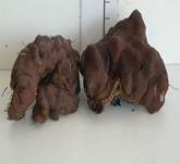 Wellige Wurzellorchel, Foto 21