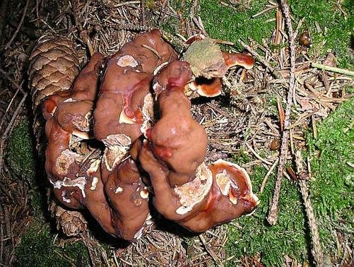Wellige Wurzellorchel, Foto 4