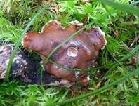 Wellige Wurzellorchel, Foto 25