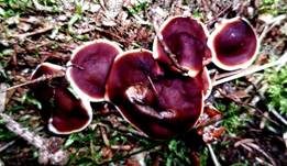 Wellige Wurzellorchel, Foto 27