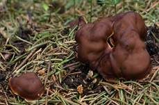 Wellige Wurzellorchel, Foto 5