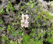 Welliger Kreiselpilz, Foto 7