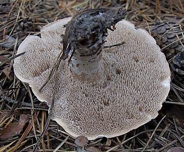 Widerlicher Stacheling, Foto 3