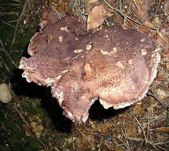 Widerlicher Stacheling, Foto 4