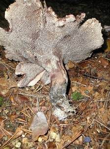 Widerlicher Stacheling, Foto 5