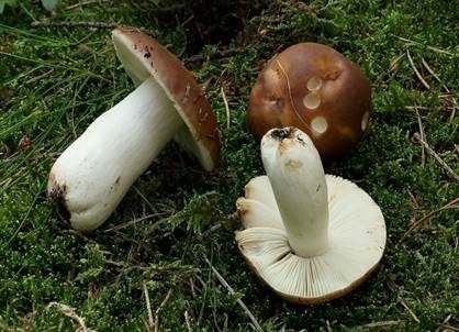 Wieseltäubling, Foto 2