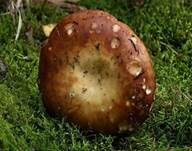 Wieseltäubling, Foto 12