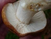 Wieseltäubling, Foto 20