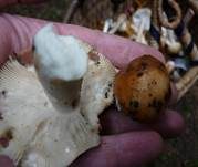 Wieseltäubling, Foto 22