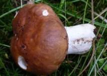 Wieseltäubling, Foto 27
