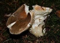 Wieseltäubling, Foto 30