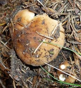 Wieseltäubling, Foto 6