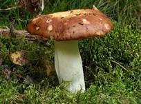 Wieseltäubling, Foto 7