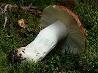 Wieseltäubling, Foto 8