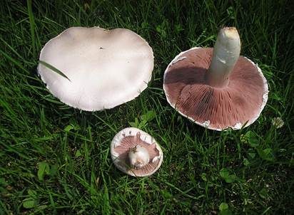 Wiesenchampignon, Foto 2