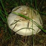 Wiesenchampignon, Foto 14