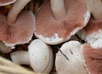 Wiesenchampignon, Foto 16