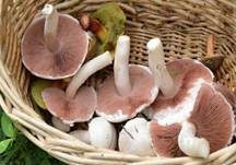 Wiesenchampignon, Foto 17