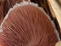 Wiesenchampignon, Foto 18