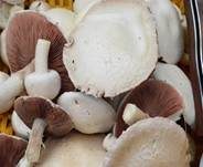 Wiesenchampignon, Foto 19