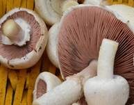 Wiesenchampignon, Foto 20