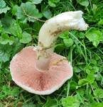 Wiesenchampignon, Foto 21